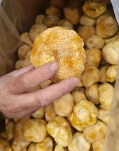猴头菇中号