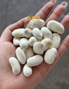 白芸豆