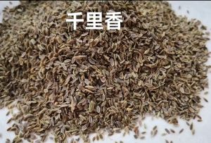 千里香