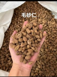 毛砂仁