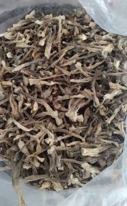 鹿茸菇