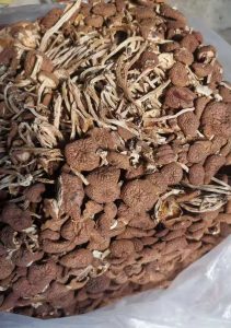 新品种茶树菇斤