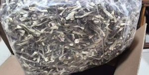 鹿茸菇(10斤）
