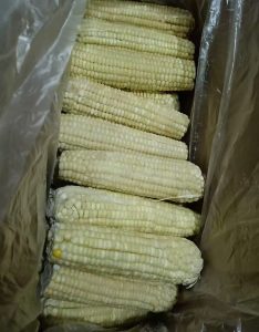 白玉米棒 一箱40根   特级