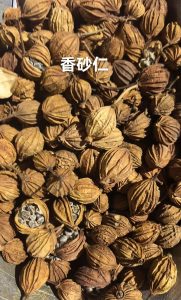 香砂仁